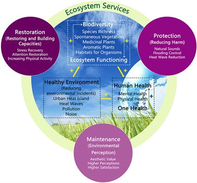 Editorial: Biodiversity, ecosystem functions and services: Interrelationship with environmental and human health